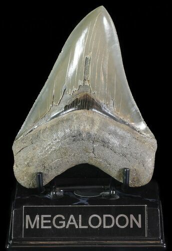 Serrated, Megalodon Tooth - Great Tip #70034